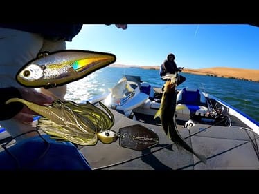 Fishing Shallow Flats for Roaming Stripers