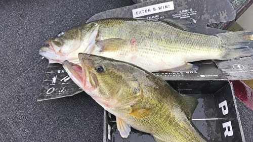 Big Bass in Box Eat Black Worm! | MTB Pro Box Slam Challenge
