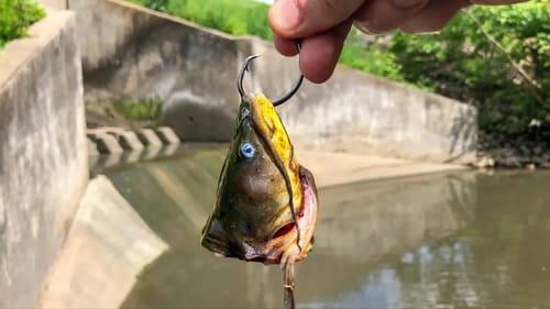 Spillway Fishing for Freshwater MONSTERS!!!