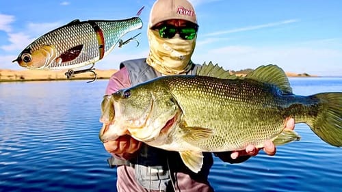 Fishing a Glide Bait for Fall Largemouth