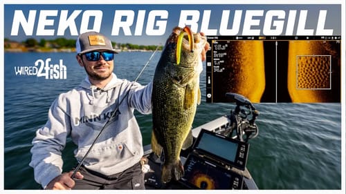 Neko Rig Tips for Bass Around Bluegill Beds