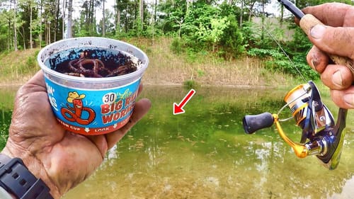 HUGE BLUEGILL EVERYWHERE!!! EASY Way To Catch Panfish From The Bank