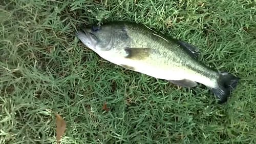 Greatest Day Of Fishing Of The Year Part 2