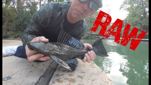 Armored Catfish from the San Antonio River Walk!!!