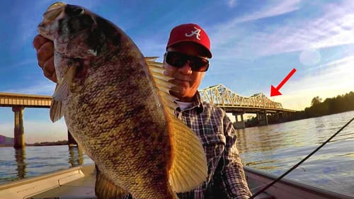 Bridge Fishing For GIANT Smallmouth!!!