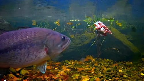 BASS EAT TOADS! 1,000's of Toad Tadpoles Take Over Bass Pond!!