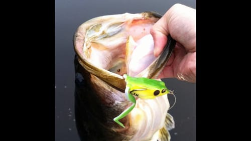 Froggin for Big Bass. Topwater Bass Fishing with the Lunker Frog.