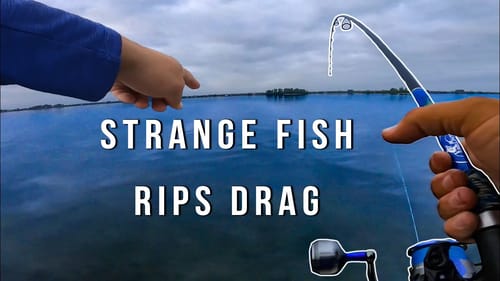 Strange Saltwater Fish Works Over Light Fishing Tackle!