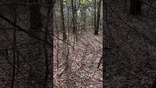 Close encounter with deer!