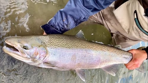 FLOAT DOWN - Fall Steelhead Fishing!!
