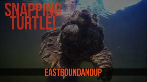 Common Snapping Turtle with Cobi Pellerito the Turtle Whisperer