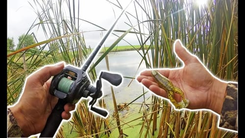 GIANT 15ft Cattails! MONSTER Fish Lurking...