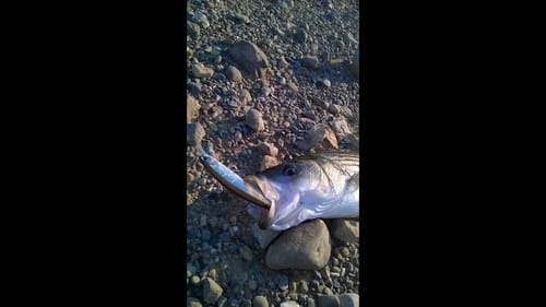 Striper Fishing California Aqueduct 2/8/15