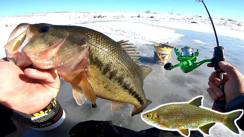 Pond Bass Fishing MADNESS w/ Live Shiners!!! (Non-Stop Action)