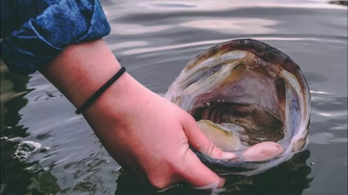 Catching GIANT Fish In Private Water