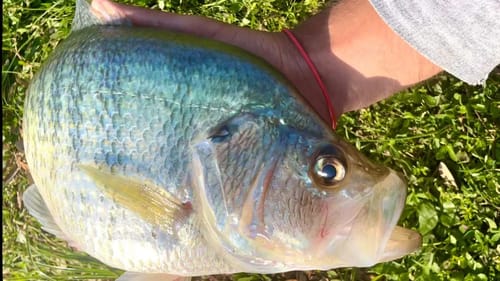 This CRAPPIE ATE ALL THE BASS IN THE POND!! (MONSTER)