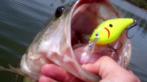 Bass Fishing During the Spawn with KVD Square Bill Crankbaits.
