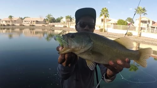 Catching Bass On Swim Jigs In Small Ponds