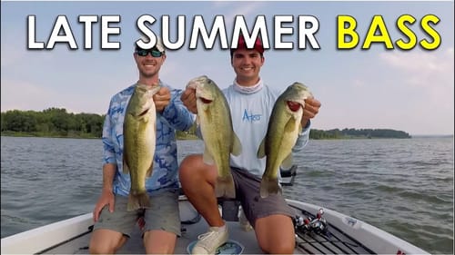 Where to Find Shallow Bass in the Late Summer