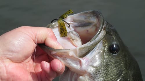 Spring Bass Fishing Top To Bottom | Bass Fishing