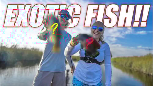 EXOTIC FISH CHALLENGE!