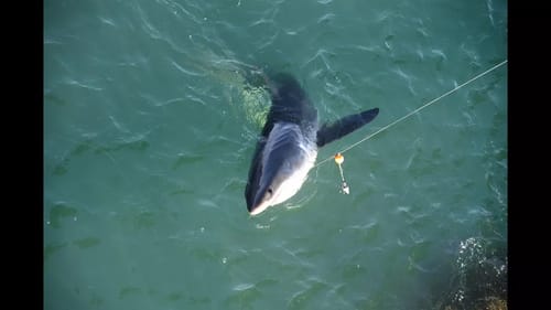 Fisherman Hooks into a Great White Shark (7-22-17)Goleta Pier
