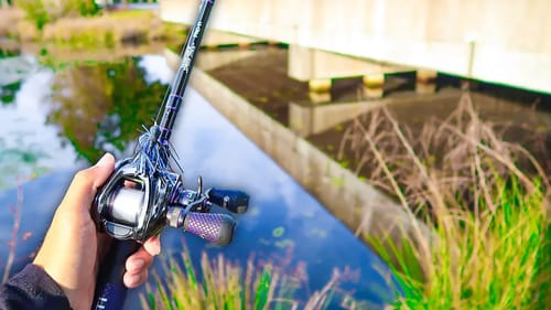 Hidden SWAMP has ENORMOUS Bass (Bank Fishing)