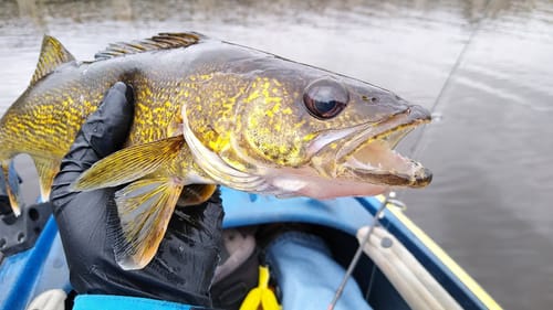 Kayak walleye fishing on the Wisconsin River (Perception Hook kayak fishing)