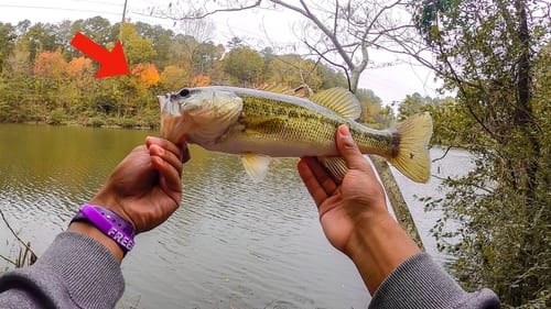 Fishing Small URBAN Pockets For FALL BASS (New Ponds)