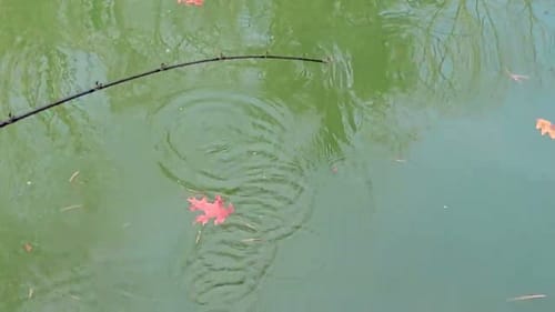 Swimbait Review: Monster Bait Development EDEN8