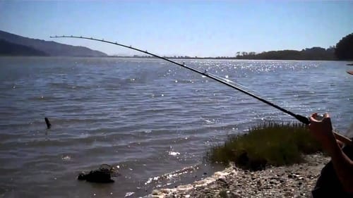 Leopard Shark fishing in California