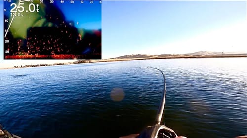 Feeding Frenzy! Chasing Massive Schools of Fish