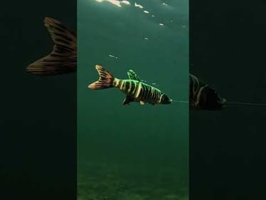 Hey… size matters!! 🤣🔥 Featured: @SavageGear 19” 4D Line Thru Pike