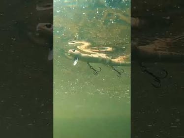 Who has gotten bit on the @SavageGear 3D Wake Snake?? Let us know!👇