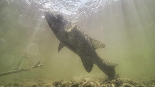 Smallmouth Bass Munching On Mayflies - Underwater Footage