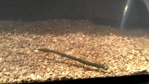 How to fish a Shaky Head - An Underwater Perspective