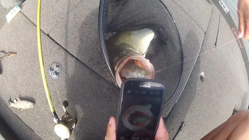 FAT 9lb Swimbait Eating Bass on the Jerry Rago Soft Tool Swimbait