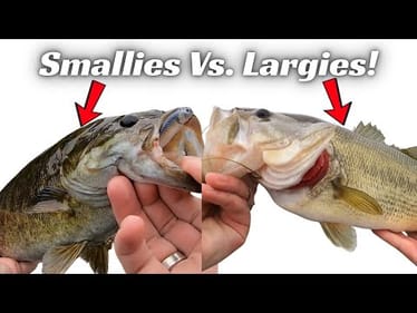 This Is What Separates Largemouth from  Smallmouth And Makes You A Better Angler!