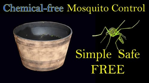 Natural Mosquito Control At Home with No Chemicals