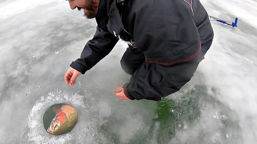 GIANT Fish Barely Fit Through the Hole!!! (Ice Fishing)