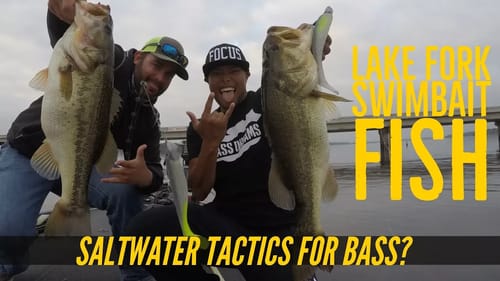 Fishing CA style Swimbaits on Lake Fork, Texas for Largemouth Bass