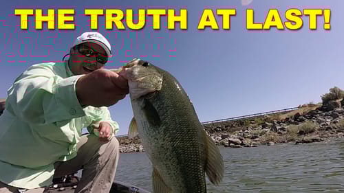 Scents and Attractants: Do They Work? | Bass Fishing