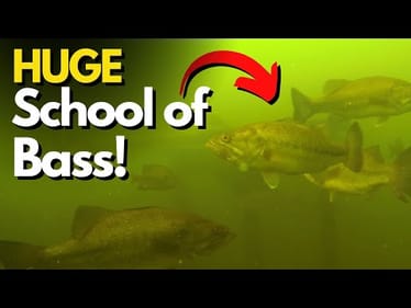 What This Sunken Slip Teaches About Bass Behavior (Underwater Proof)