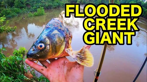 SUPER FLOODED CREEK hides a MASSIVE CREATURE!!