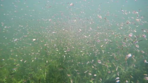 1000 Baby Bass and Their Guardians