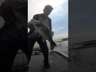 Worm 🪱  Fishing Big Bass on Lake Okeechobee #short #fishing #bigbass
