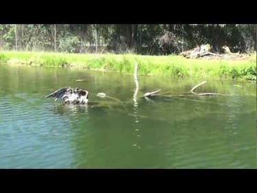 Clear Water Bass Fishing
