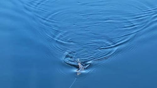 Swimbait Review: Pizz Trout Wake
