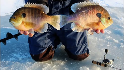 Catching Huge Gills with Milliken Ice Fishing! (They're Munching)