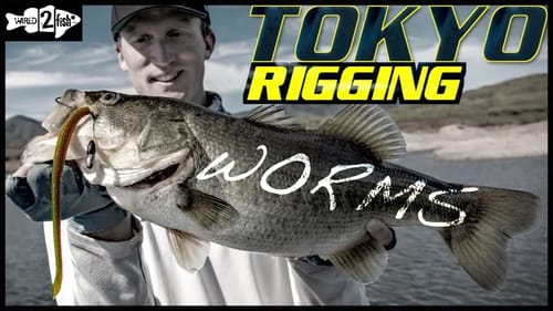 Targeting Giant Bass with Tokyo-Rigged Worms